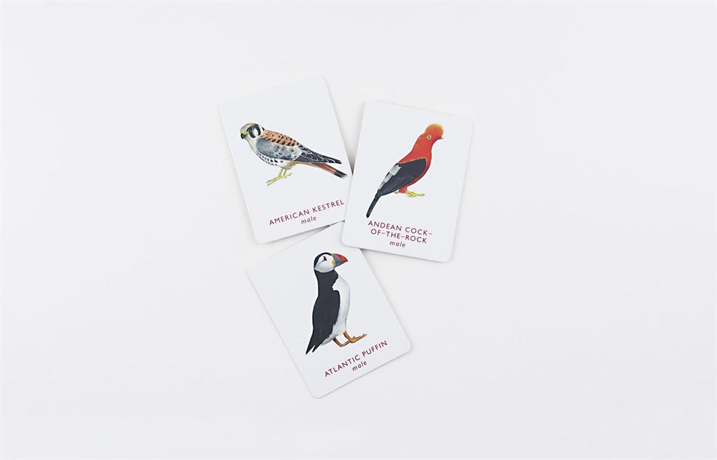 Match a Pair of Birds