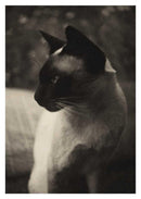 Cats: 50 Postcards