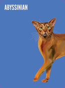 Heads & Tails: Cat Memory Cards