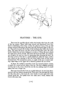 Heads, Features and Faces