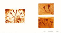 Drawing: Antony Gormley