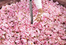 Fragonard: The Parfume of Provence