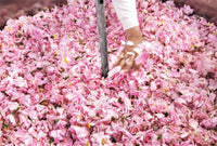 Fragonard: The Parfume of Provence