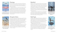 Bird Messages