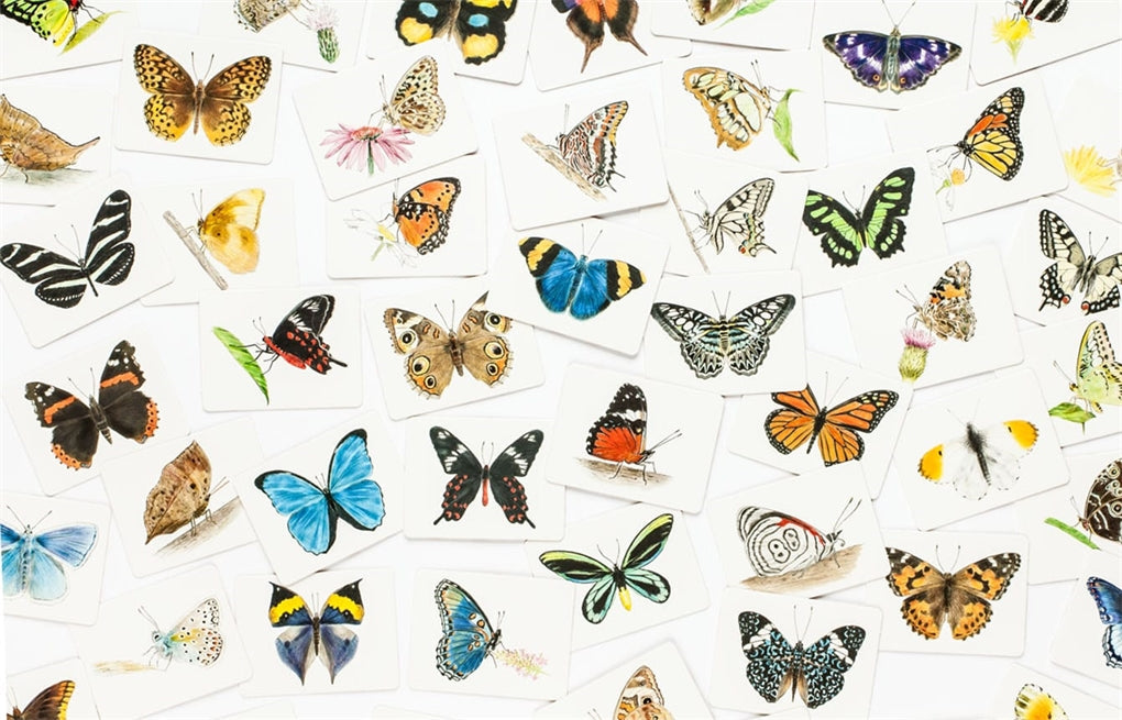 Butterfly Wings