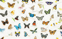 Butterfly Wings