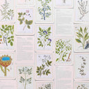 Healing Plants: 50 botanical cards illustrated by the pioneering herbalist Elizabeth Blackwell