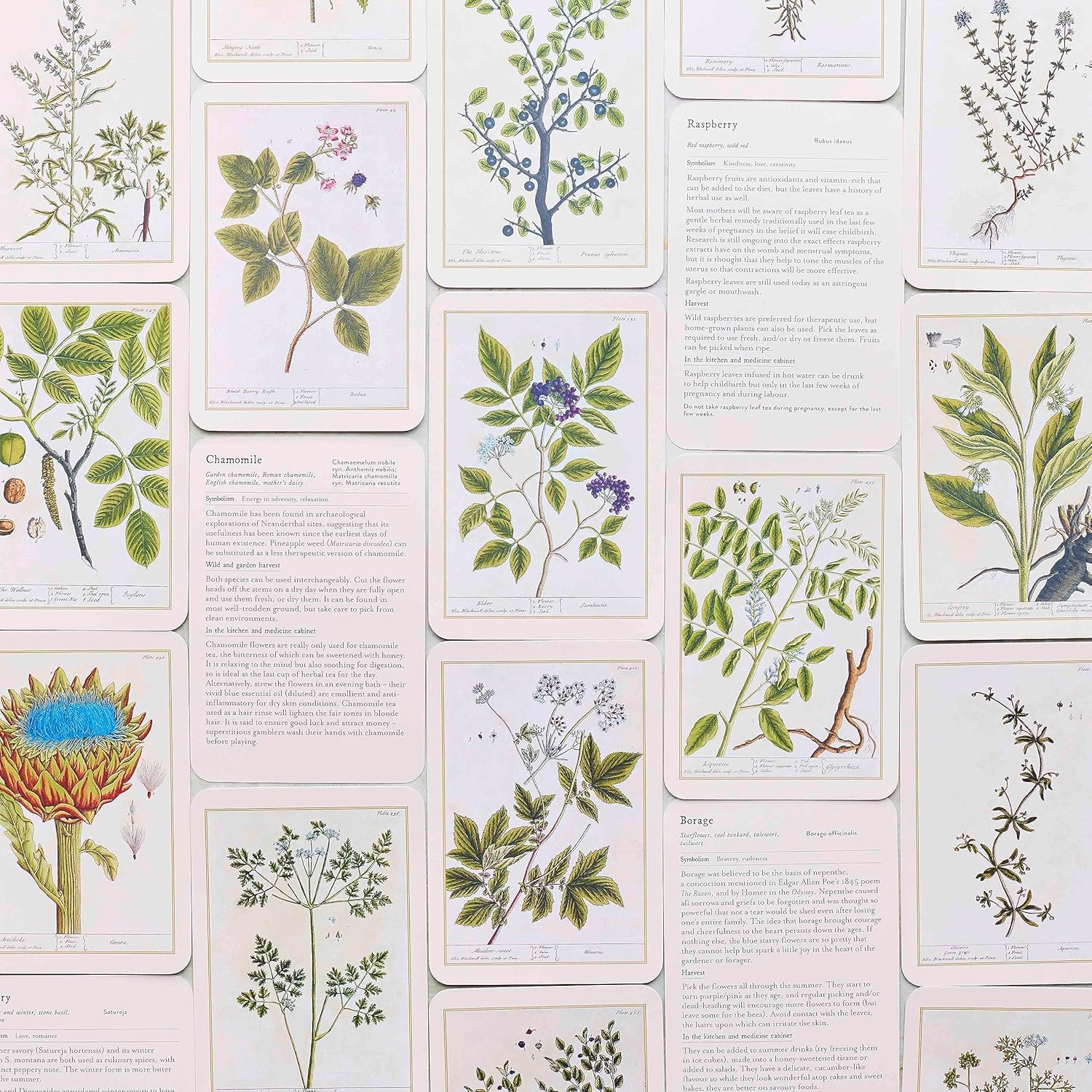 Healing Plants: 50 botanical cards illustrated by the pioneering herbalist Elizabeth Blackwell